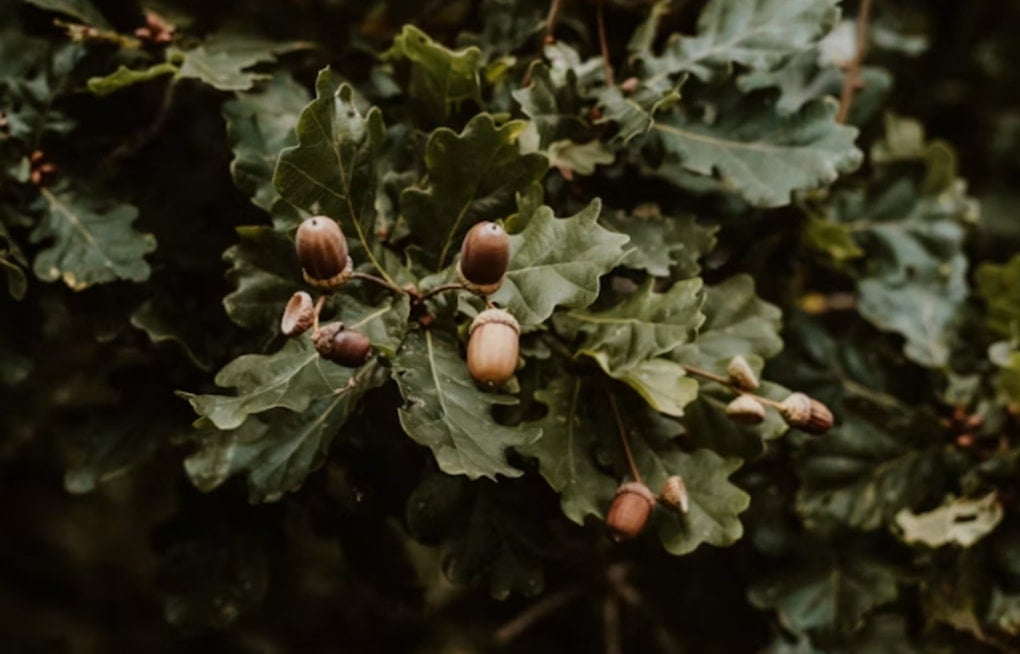 Wisconsin Oaks Are Dropping Acorns Like Crazy, and It's Not Just Litter