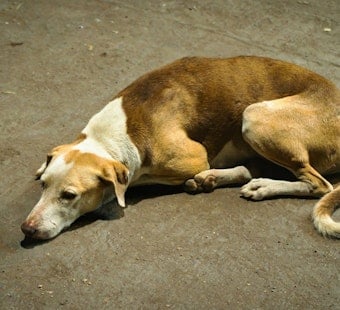 Woodbridge Pets Starved to Death in Crates as Owner Vanished, Police Say