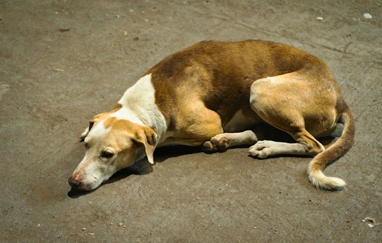 Woodbridge Pets Starved to Death in Crates as Owner Vanished, Police Say