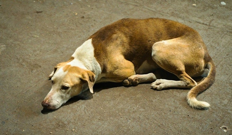 Woodbridge Pets Starved to Death in Crates as Owner Vanished, Police Say