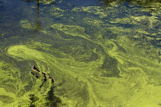 Worst Willamette Algae Bloom in a Decade Spreads Past Ross Island Lagoon