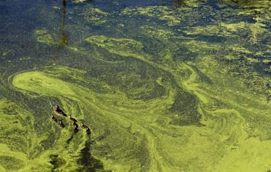 Worst Willamette Algae Bloom in a Decade Spreads Past Ross Island Lagoon