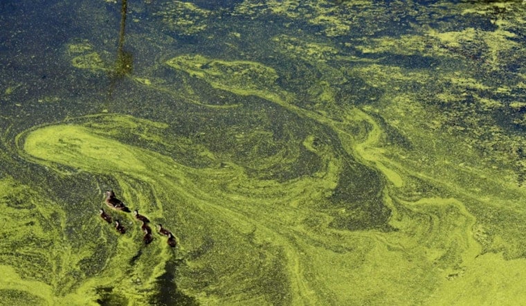 Worst Willamette Algae Bloom in a Decade Spreads Past Ross Island Lagoon