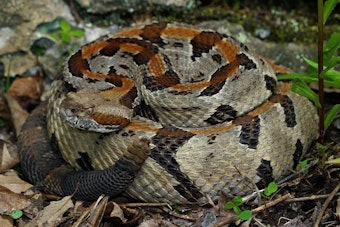 Yavapai County Camper Bitten by Rattlesnake in the Dark, Now Says He's Lucky to Be Alive