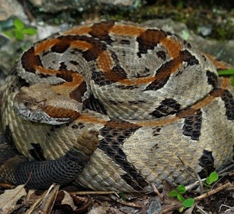 Yavapai County Camper Bitten by Rattlesnake in the Dark, Now Says He's Lucky to Be Alive