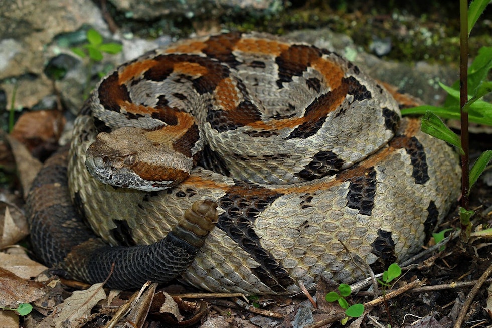 Yavapai County Camper Bitten by Rattlesnake in the Dark, Now Says He's Lucky to Be Alive