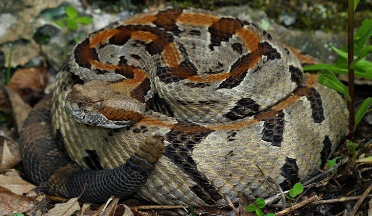 Yavapai County Camper Bitten by Rattlesnake in the Dark, Now Says He's Lucky to Be Alive