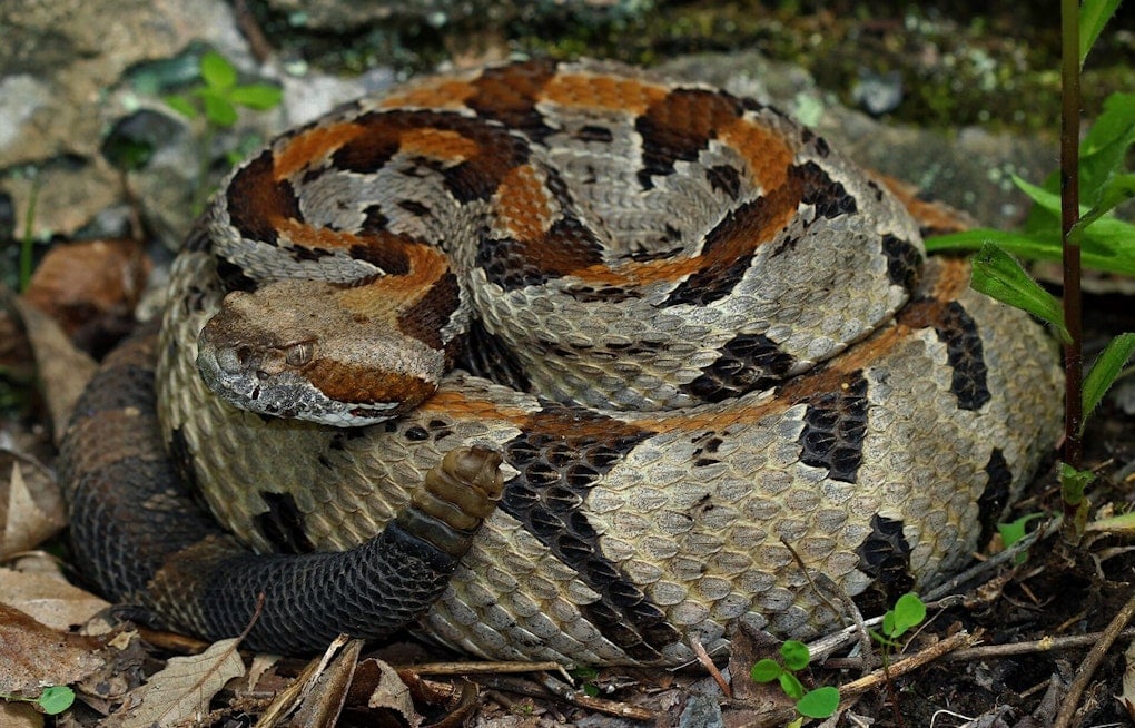 Yavapai County Camper Bitten by Rattlesnake in the Dark, Now Says He's Lucky to Be Alive