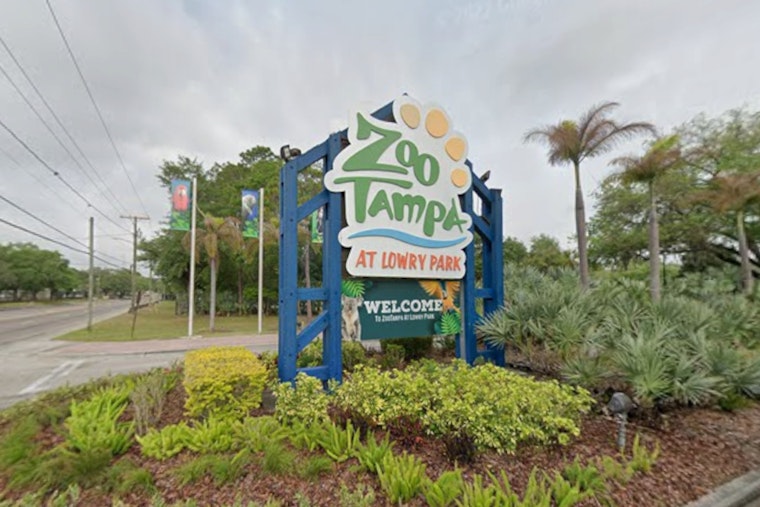 ZooTampa Painting With Elephants Returns For August And September