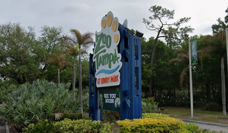 ZooTampa Welcomes First Manatee Calf In More Than A Decade