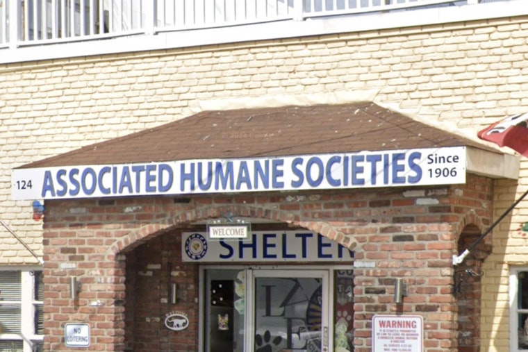 16 Matted Bichon Mixes Dumped in Newark Apartment Overwhelm Shelter