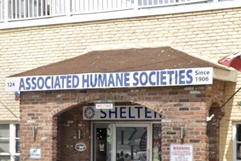 16 Matted Bichon Mixes Dumped in Newark Apartment Overwhelm Shelter