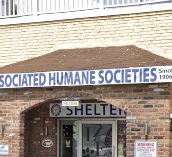 16 Matted Bichon Mixes Dumped in Newark Apartment Overwhelm Shelter