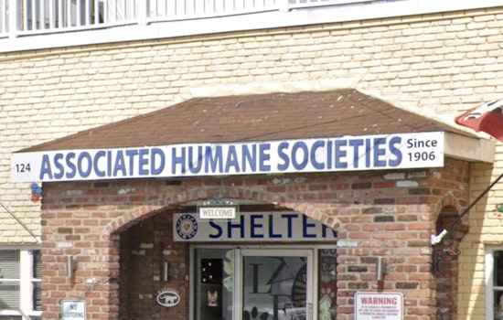 16 Matted Bichon Mixes Dumped in Newark Apartment Overwhelm Shelter
