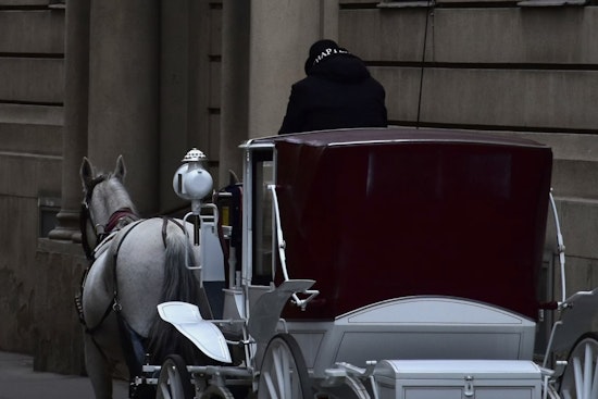 17-Year-Old Carriage Horse Snowman Falls in Central Park, Reignites Ban Push