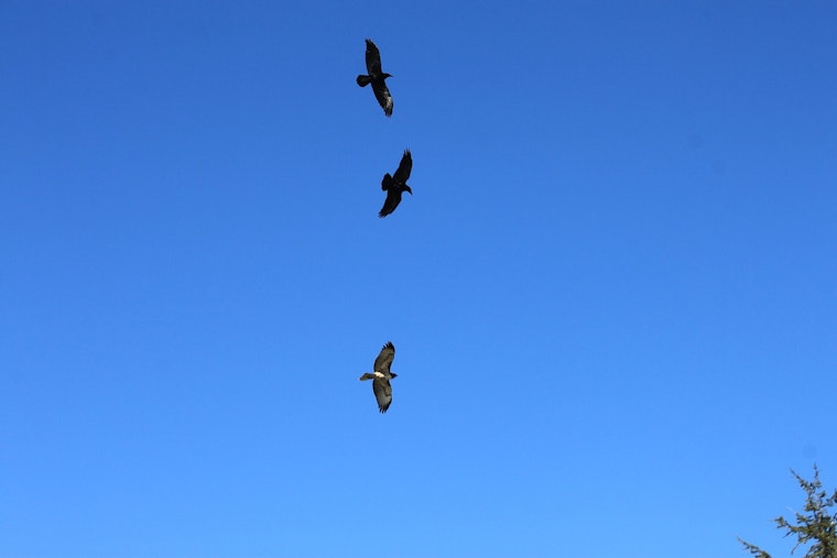 20,000 Crows Are Heading Back to Downtown Portland This Winter