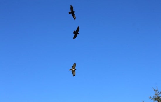 20,000 Crows Are Heading Back to Downtown Portland This Winter