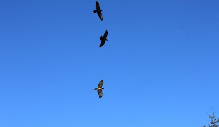 20,000 Crows Are Heading Back to Downtown Portland This Winter