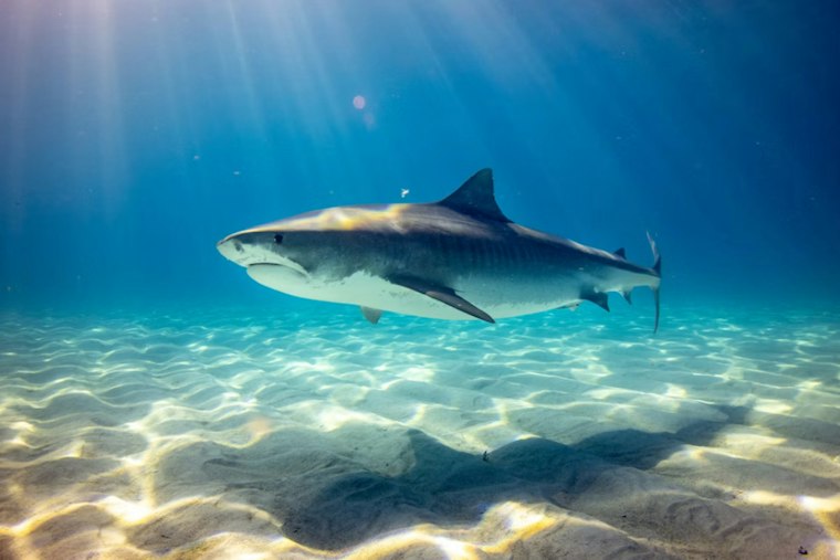 24-Year-Old Punches, Kicks 12-Foot Tiger Shark to Escape at Oahu's China Walls