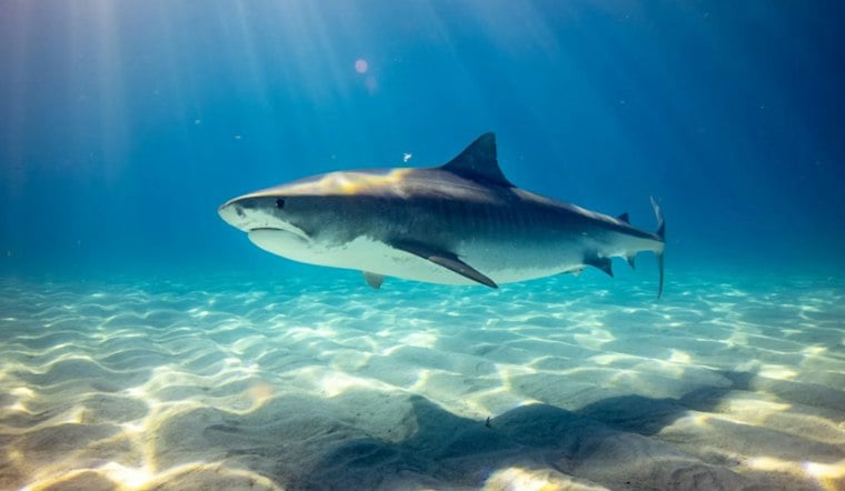 24-Year-Old Punches, Kicks 12-Foot Tiger Shark to Escape at Oahu's China Walls