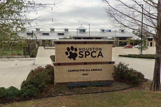 49 Baby Squirrels Flood Houston SPCA After Tropical Storm Eduardo Rips Nests From Trees