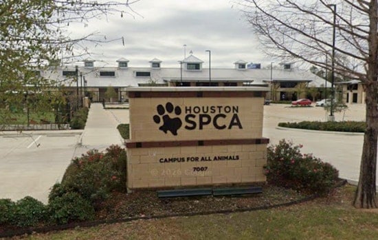49 Baby Squirrels Flood Houston SPCA After Tropical Storm Eduardo Rips Nests From Trees