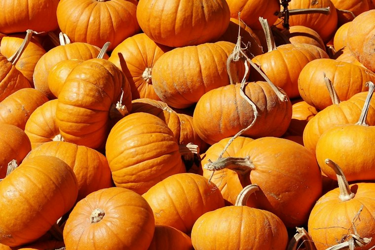 500-Plus Pumpkin Varieties on Display Beside Minnesota Arboretum's AppleHouse