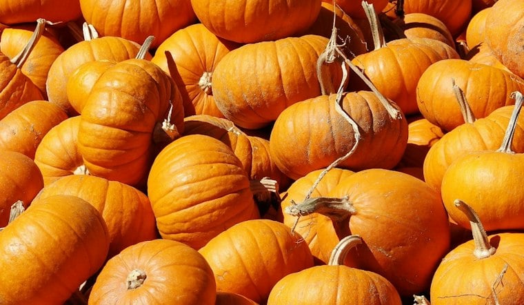 500-Plus Pumpkin Varieties on Display Beside Minnesota Arboretum's AppleHouse