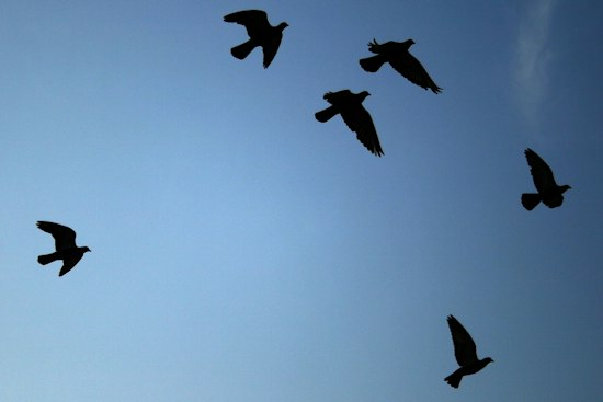 751,700 Birds Crossed King County Overnight — Fall Migration Hits Seattle Skies