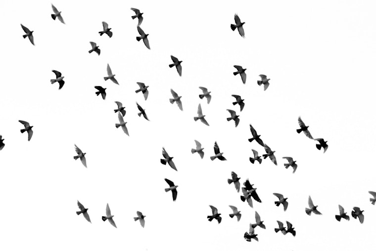 800,000 Birds Crossed Davidson County Overnight in Fall Migration Surge