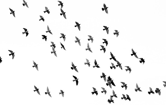 800,000 Birds Crossed Davidson County Overnight in Fall Migration Surge