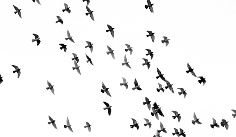 800,000 Birds Crossed Davidson County Overnight in Fall Migration Surge