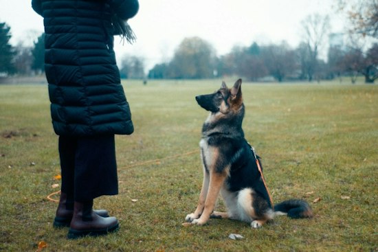 9/11 Responder Receives Service Dog to Help With Anxiety