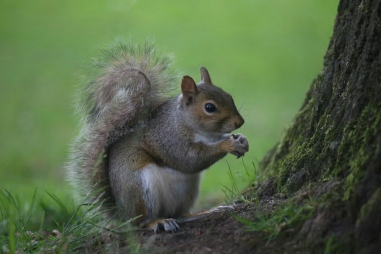 A Squirrel Blew Up a Castle Rock Substation and Knocked Out Power to 4,400 Homes
