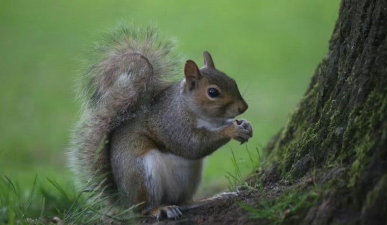 A Squirrel Blew Up a Castle Rock Substation and Knocked Out Power to 4,400 Homes