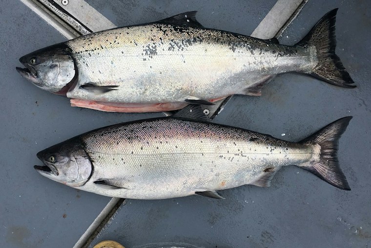 About 2,000 Fish Die Under I-90 Light Rail, Chinook Among the Carcasses