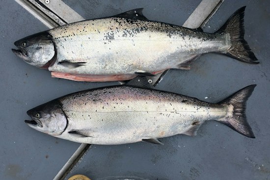 About 2,000 Fish Die Under I-90 Light Rail, Chinook Among the Carcasses