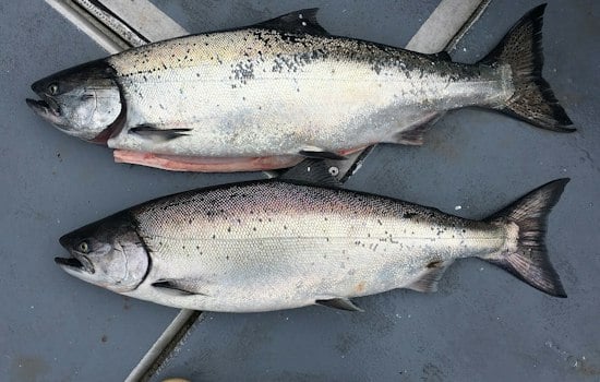 About 2,000 Fish Die Under I-90 Light Rail, Chinook Among the Carcasses