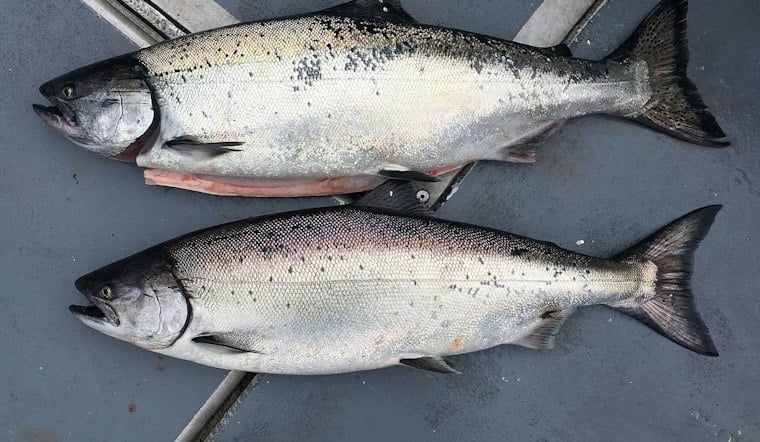 About 2,000 Fish Die Under I-90 Light Rail, Chinook Among the Carcasses