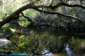 Alafia River Current Traps Husband and Wife, Hillsborough Deputies Haul Them Out