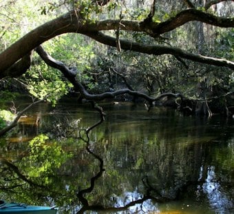Alafia River Current Traps Husband and Wife, Hillsborough Deputies Haul Them Out