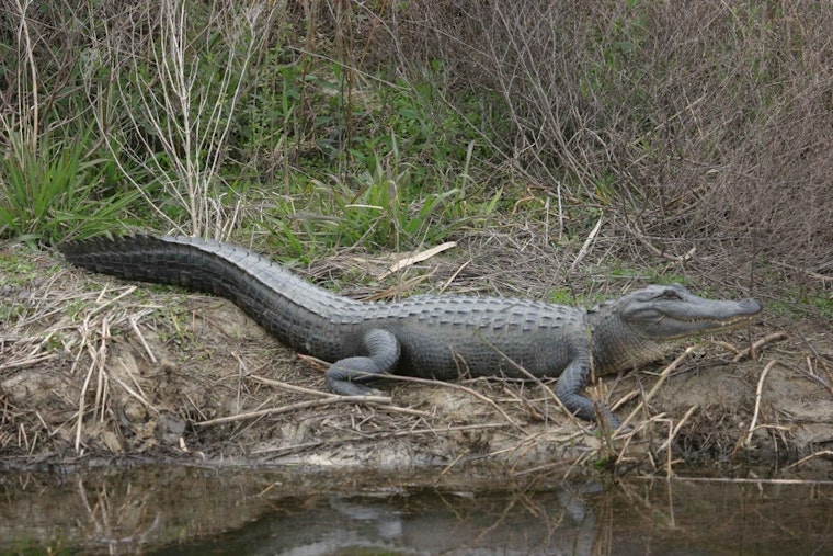 Alligator Chases Black Bear Across Kissimmee River in Wild Florida Video