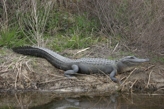 Alligator Chases Black Bear Across Kissimmee River in Wild Florida Video