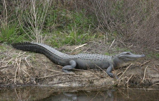 Alligator Chases Black Bear Across Kissimmee River in Wild Florida Video