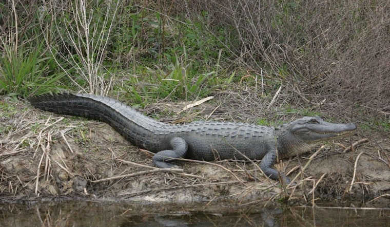 Alligator Chases Black Bear Across Kissimmee River in Wild Florida Video