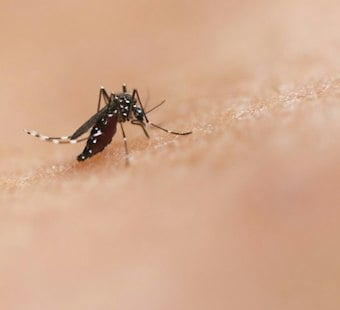 Anaheim Grandfather Dies After West Nile Virus Infection as Cases Surge Statewide