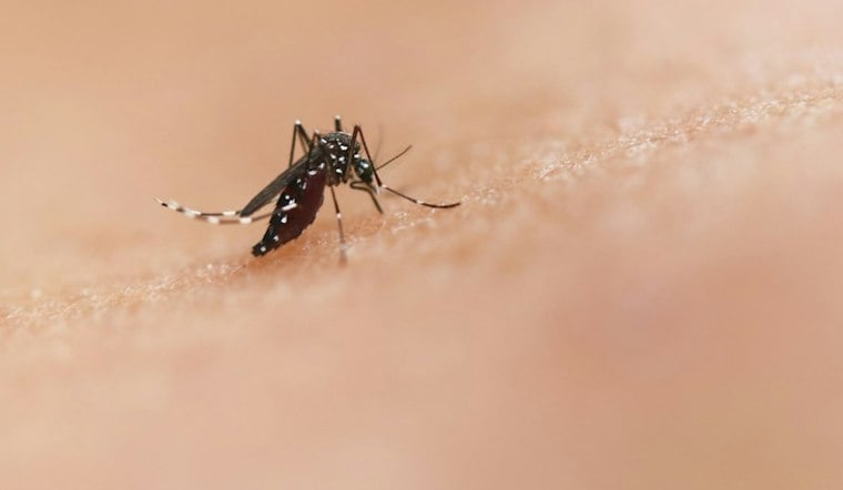 Anaheim Grandfather Dies After West Nile Virus Infection as Cases Surge Statewide