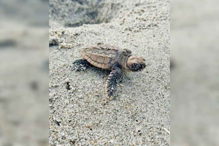 Anna Maria Island Loses 55 Hatchlings to Beach Lights, FWC Issues Labor Day Warning