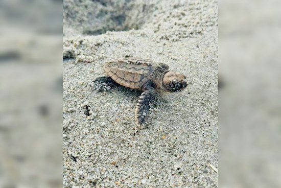 Anna Maria Island Loses 55 Hatchlings to Beach Lights, FWC Issues Labor Day Warning