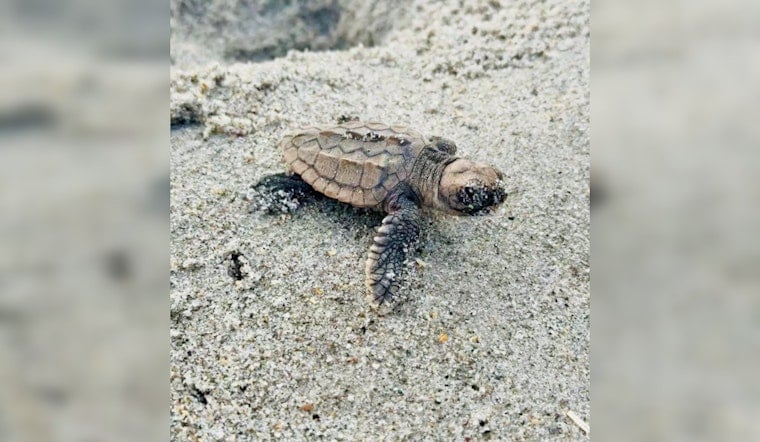 Anna Maria Island Loses 55 Hatchlings to Beach Lights, FWC Issues Labor Day Warning